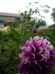 c0190010_9132147.jpg