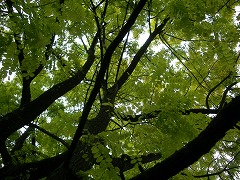c0190010_963163.jpg