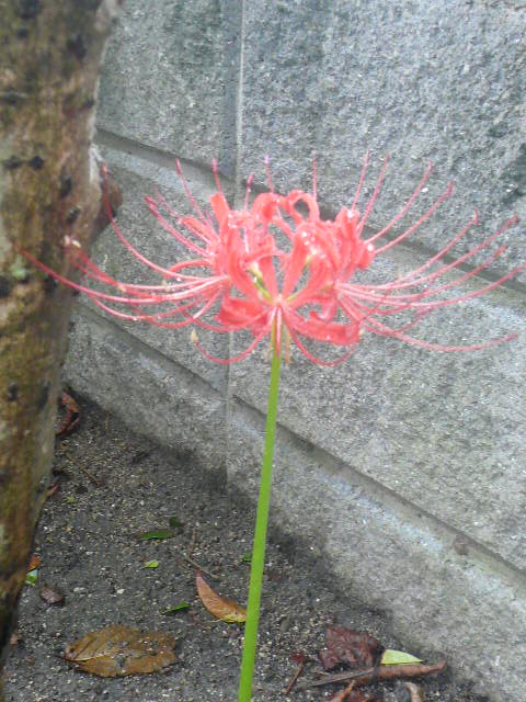 e0026017_1159479.jpg