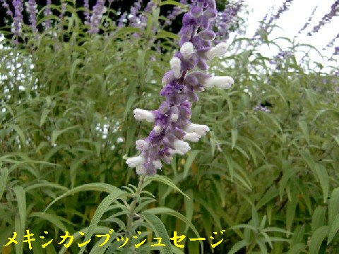 b0012636_8194381.jpg