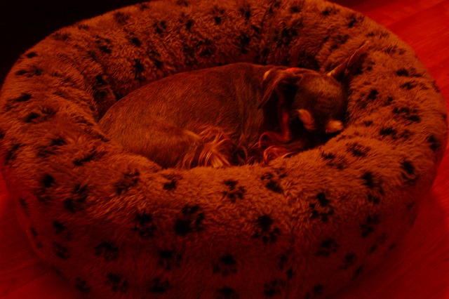 c0153740_4212034.jpg