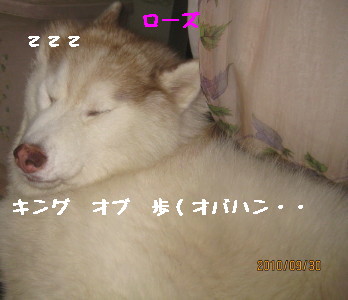 e0121548_20241846.jpg