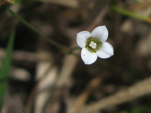 c0179351_1757397.jpg