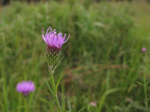 c0179351_1812583.jpg