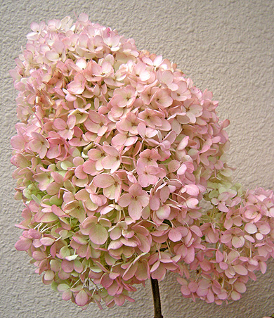 a0001354_2131025.jpg