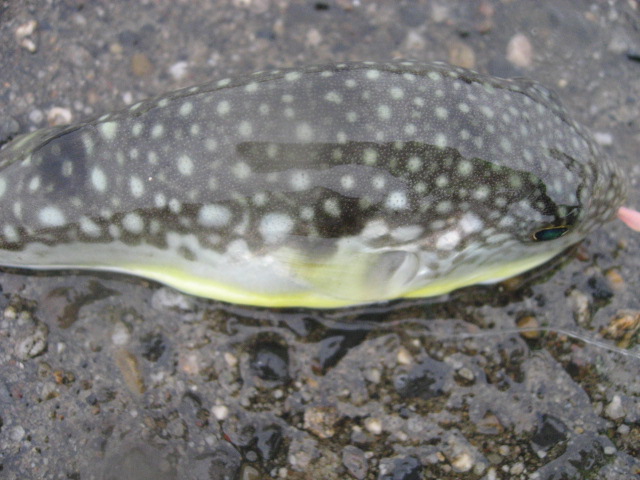 a0120264_1837575.jpg