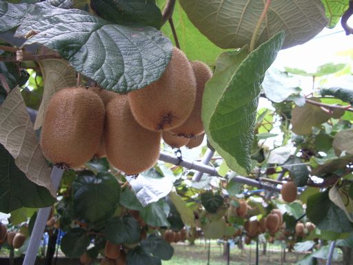 c0144683_9523317.jpg
