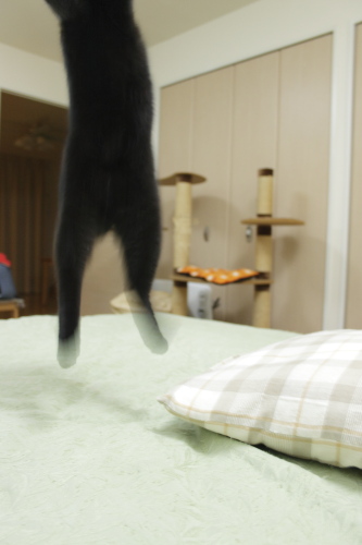 ジャンプした小娘