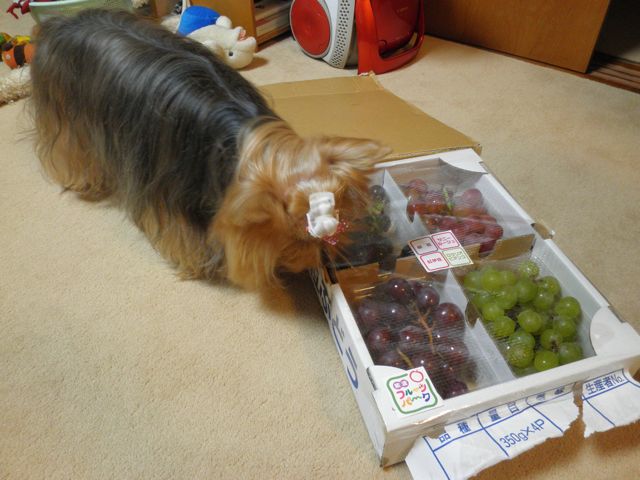 f0130894_20305542.jpg