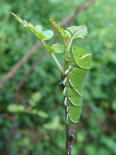 e0017396_2333278.jpg