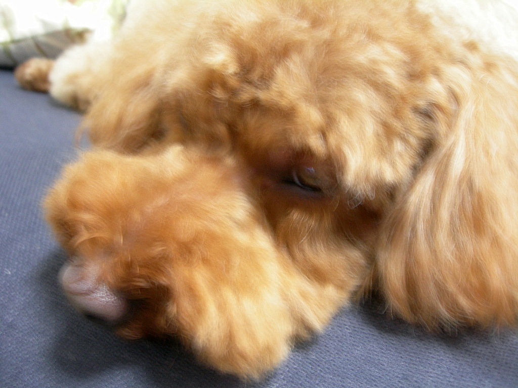 c0220700_21393649.jpg