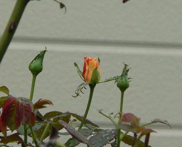 f0185902_21243972.jpg