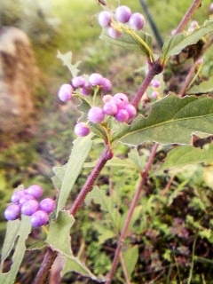 e0098908_22262523.jpg