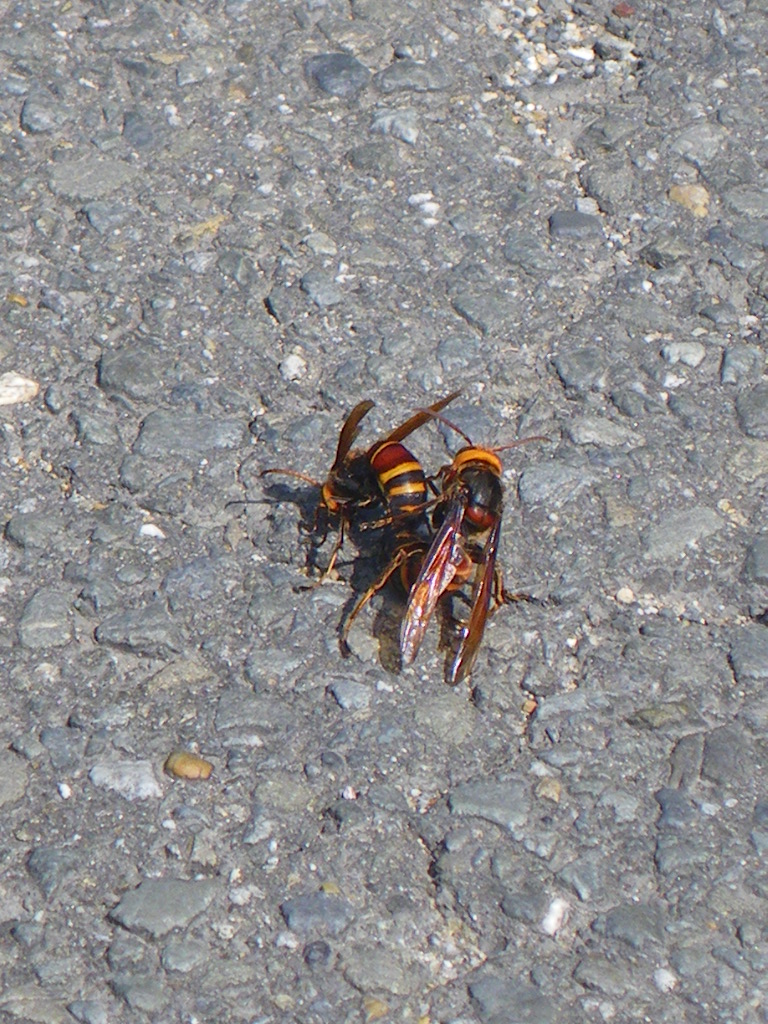 c0189724_20524737.jpg