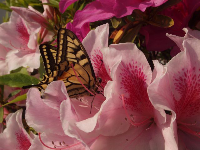 b0055663_14262897.jpg