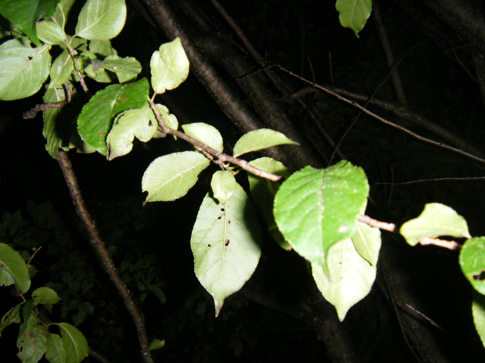 b0120165_2331466.jpg