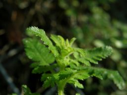 c0042869_20171318.jpg