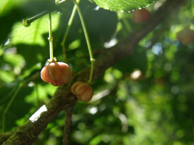 c0042869_20253629.jpg