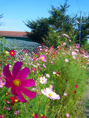 b0050079_21575020.jpg