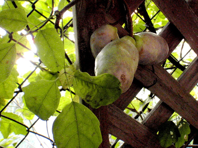 a0007388_937250.jpg