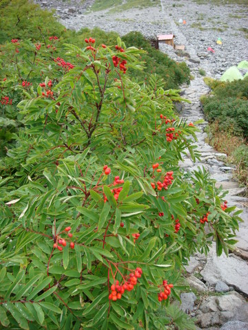 a0170098_11211195.jpg