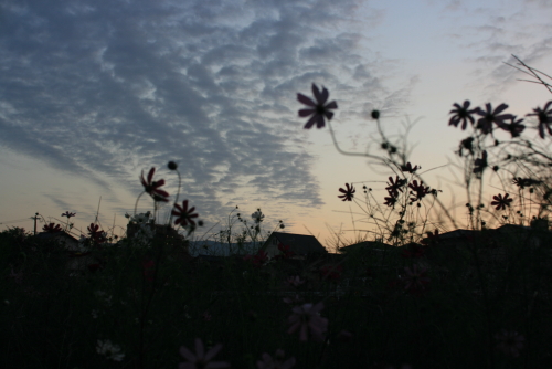 c0129498_16362240.jpg