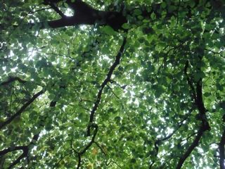 c0203401_012585.jpg