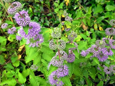 f0187402_21405597.jpg