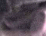 e0103408_1355084.gif