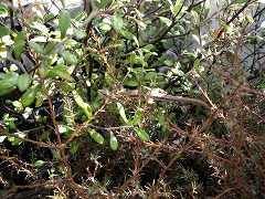 c0190010_20284919.jpg