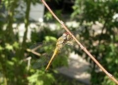 c0190010_2029291.jpg
