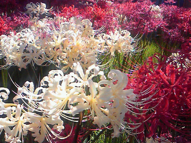 e0016828_10572021.jpg