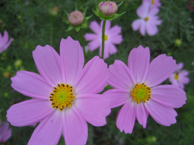 b0166435_17495385.jpg