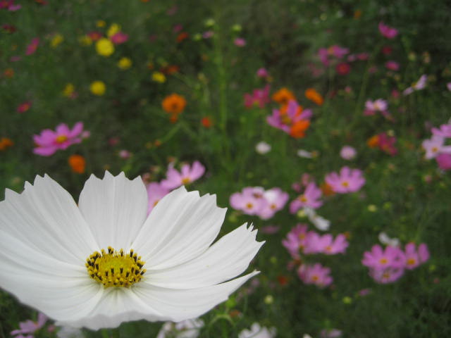 b0166435_17503737.jpg