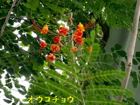 b0012636_1513533.jpg