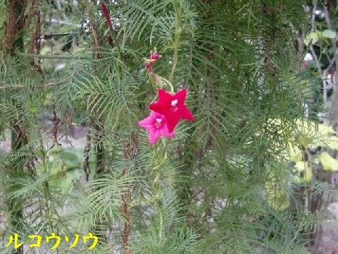 b0012636_1593323.jpg