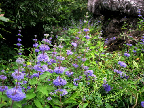 c0179351_15272619.jpg