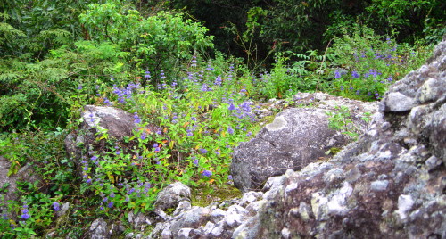 c0179351_1528110.jpg