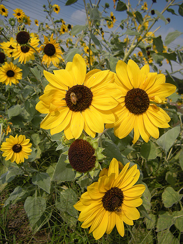 a0001354_2249828.jpg