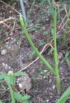 e0184558_7374979.jpg