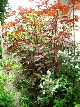 c0186463_18292166.jpg