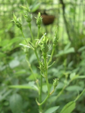 c0186463_1881377.jpg