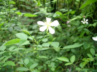 c0186463_189317.jpg