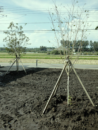 e0172372_0365591.jpg