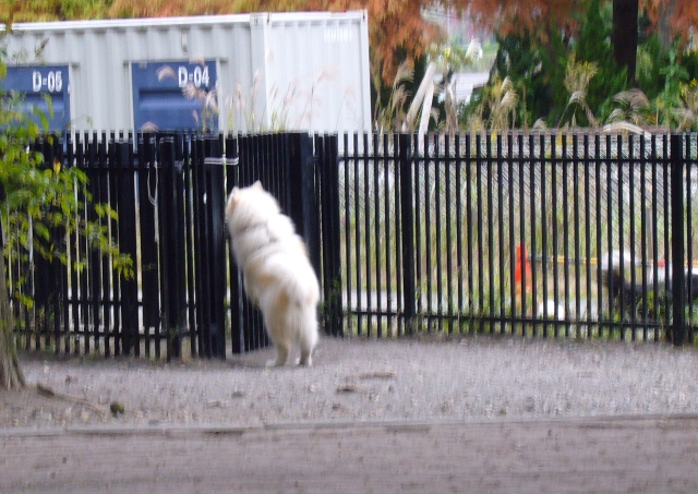 e0018604_994382.jpg