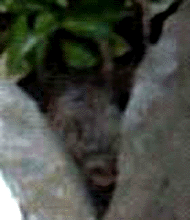 e0103408_13554980.gif