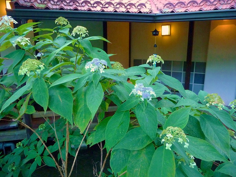 f0182513_204379.jpg