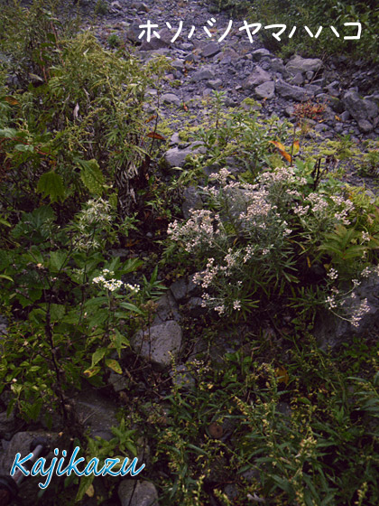a0166940_21201010.jpg