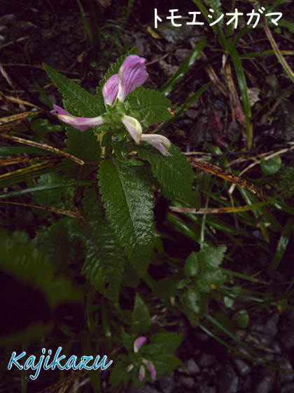 a0166940_2133122.jpg