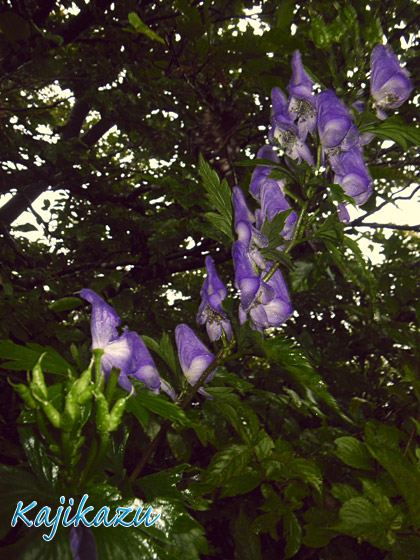 a0166940_21332566.jpg